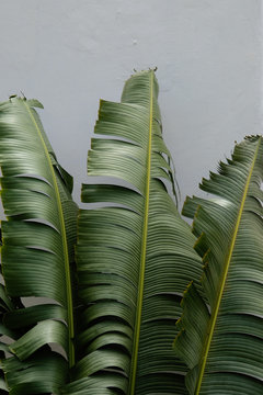 Close up of banana leaves