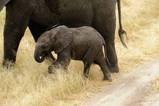 Elephant and calf walking in forest
