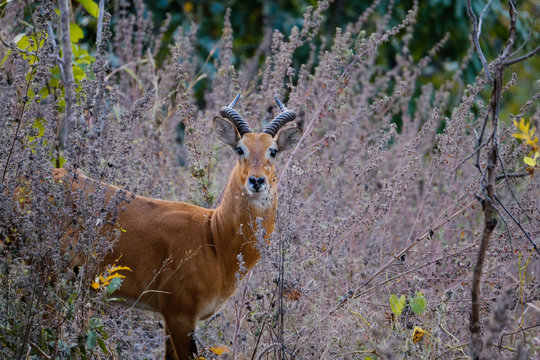 Portrait of impala standing in forest