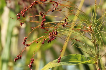 Red sorghum plant on blurred background