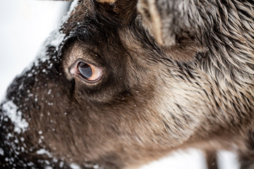Beautiful northern reindeer looks into the camera, close-up outdoors in the snowfall. Snow on the...