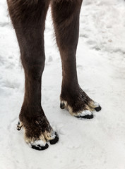 Feet of the northern reindeer on white snow background