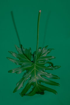 Close up of leaf on fabric