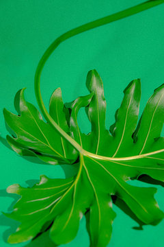 Close up of leaf