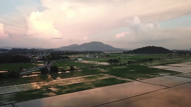 Aerial fly away paddy field near Malays village at Penang, Malaysia.
