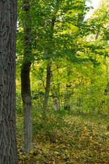 Autumn landscape. Trees with yellow, orange and red leaves. Golden autumn.