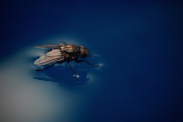 fly on blue water