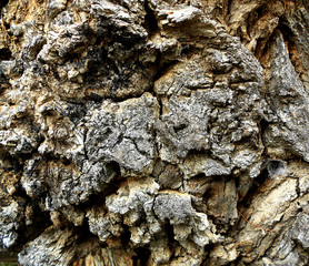 DEAD WOOD TEXTURE