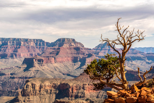An Old Dry Tree standing Standing in the Bleak Stone Desert of Grand Canyon National Park, Picture taken from South Kaibab Hiking Trail, Arizona/USA