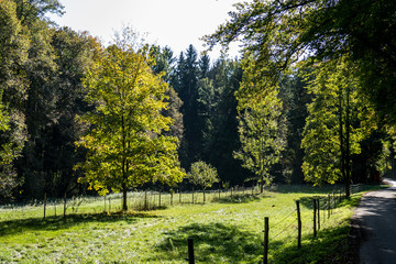 Fototapeta na wymiar Bäume am Waldrand