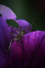 beetle on flower