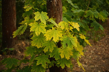 maple tree with yellow green autumn leaves closeup