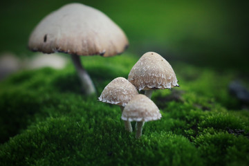 mushroom in grass