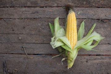 corn field