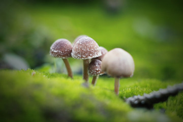 mushroom in the forest