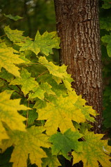 yellow green maple leaves on a background of a tree trunk.