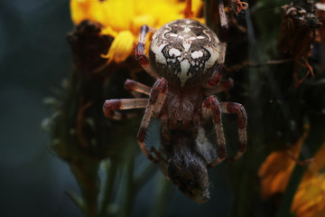 spider on web