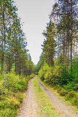 Beautiful forest in mountain area in Sweden in autumn colors with beautiful soil vegetation of blueberry bushes and small shrubs among the tall conifers in the warm light of the setting sun