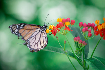Butterfly on Colorful Flowers 