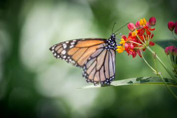 Butterfly on Colorful Flowers 