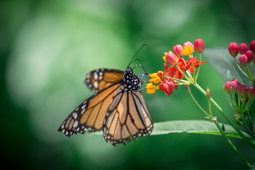 Butterfly on Colorful Flowers 