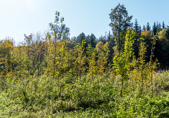 Fototapeta na wymiar Wiederaufforstung im Wald