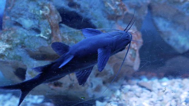 Upside-down catfish are swimming in zoo aquarium. Fish from another dimension. Inverted swimming method 4k