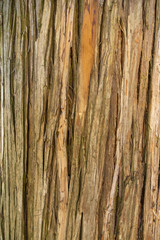 Cracked bark of an old tree. Vertical image. Creative vintage background.