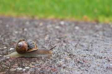 Snail on a paved path