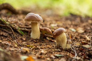 Boletus edulis in the forest