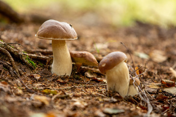 Boletus edulis in the forest