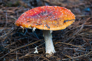 Fly agaric mushroom in the forest. Amanita muscaria