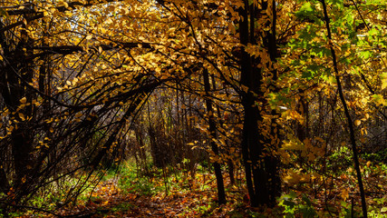 Obraz premium Rezerwat Las Zwierzyniecki w Białymstoku, Podlasie, Polska