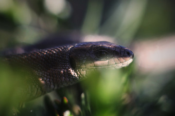 closeup of lizard