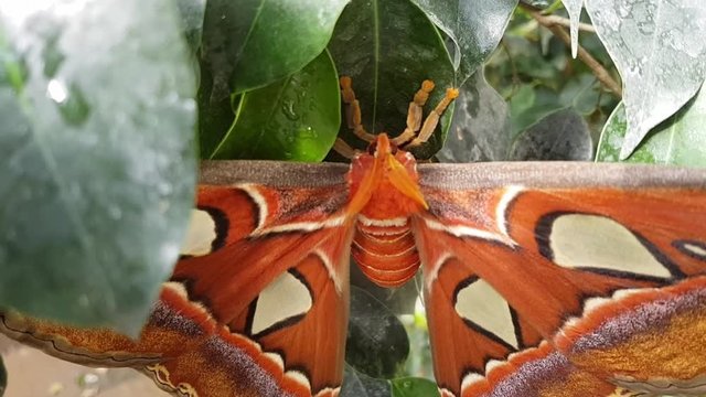 big night butterfly Atlas on a tree branch