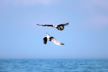 seagull in flight