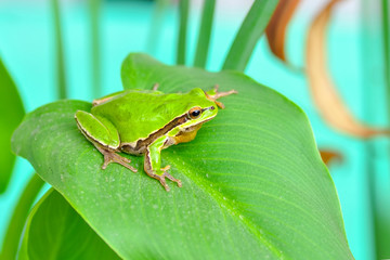 Beautiful Europaean Tree frog Hyla arborea - Stock Image