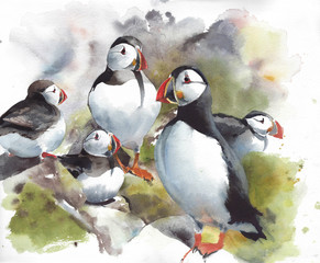 Puffin northern bird nesting flock watercolor painting illustration - 296392253