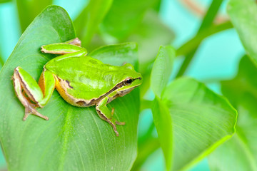 Beautiful Europaean Tree frog Hyla arborea - Stock Image