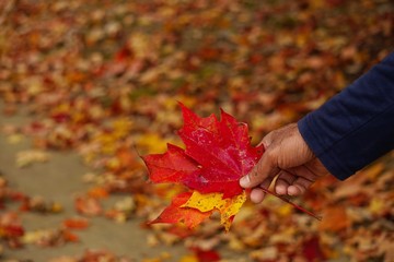 Hand holding colorful maple leaves on autumn bokeh background, selective focus