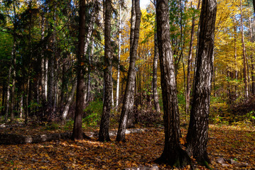 Rezerwat Las Zwierzyniecki w Białymstoku, Podlasie, Polska