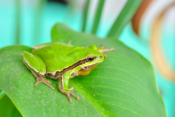 Beautiful Europaean Tree frog Hyla arborea - Stock Image