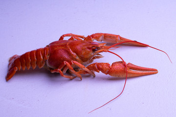Boiled red river crayfish in a blue plate on the table.