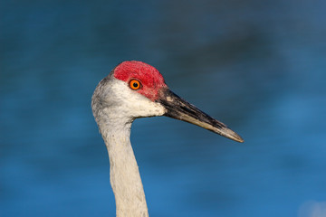Sandhill Crane  