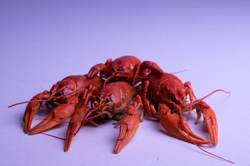 Boiled red river crayfish in a blue plate on the table.