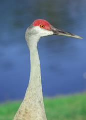 Sandhill Crane  
