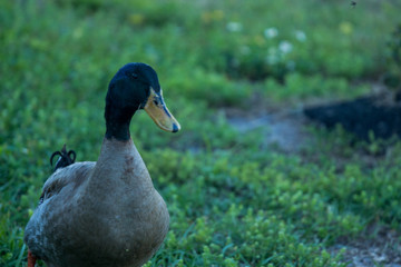 Mallard Duck on Grass