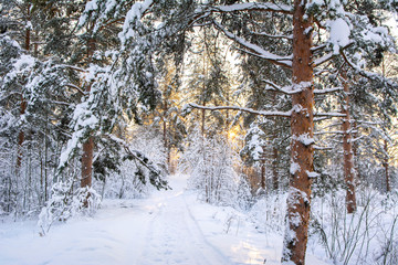 Walking path in the forest, Imatra, Finland