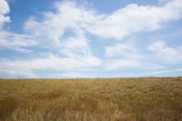 Fototapeta na wymiar Landscape blue clouds grass field and horizon - background