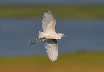 A Little Blue Heron fledgling in flight over the wetlands.